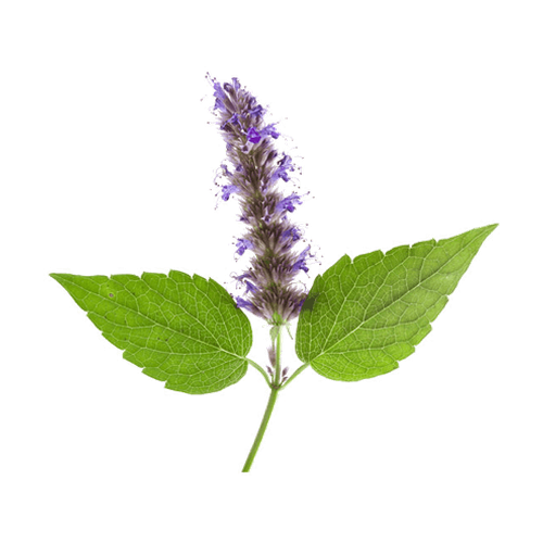 Pachulí