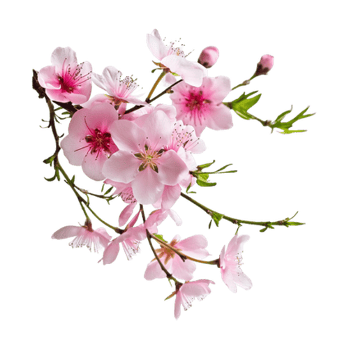 Flor de melocotón