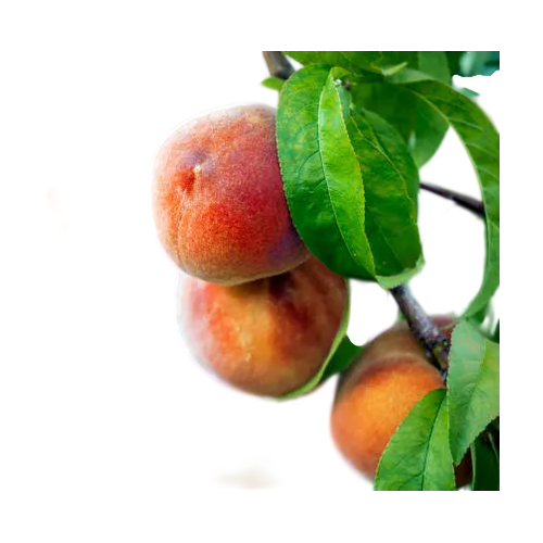 Melocotonero