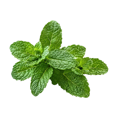 Menta piperita