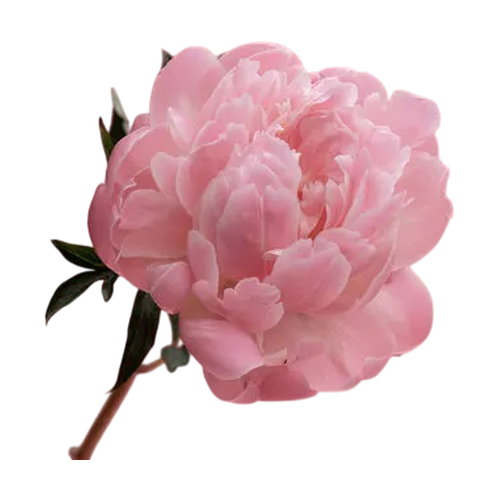 Peonía rosa