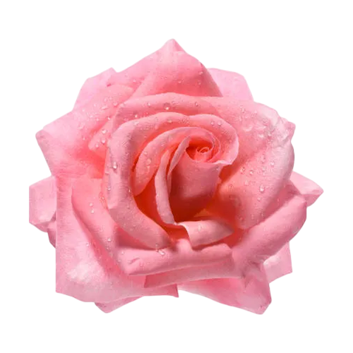 Rosa rosa
