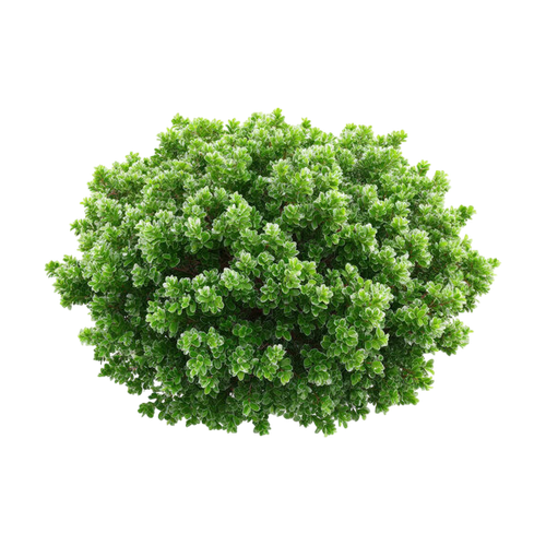 Pittosporum