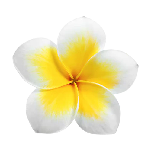 plumeria