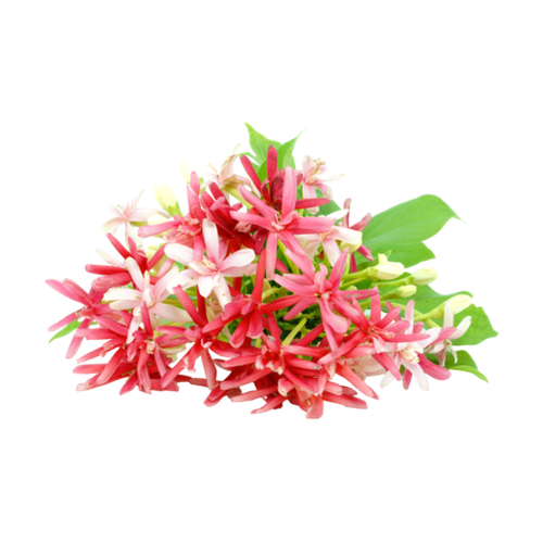 Rangoon creeper