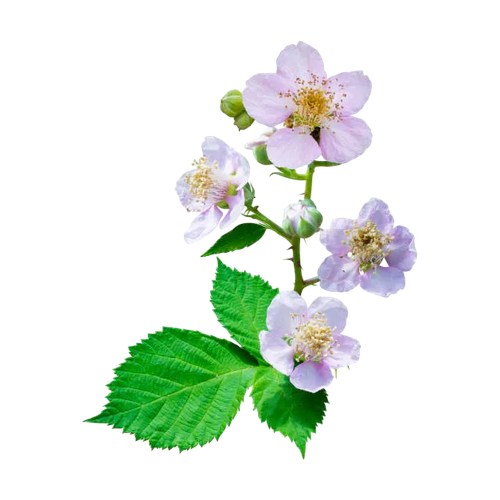 Flor de frambueso