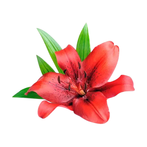 Lirio rojo