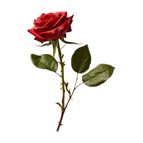 Rosa roja
