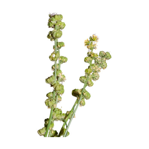 Reseda