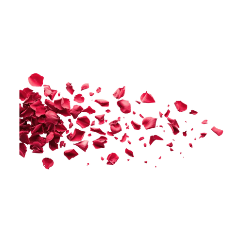 Pétalos de rosa