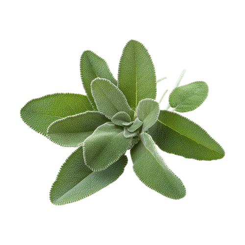 Salvia