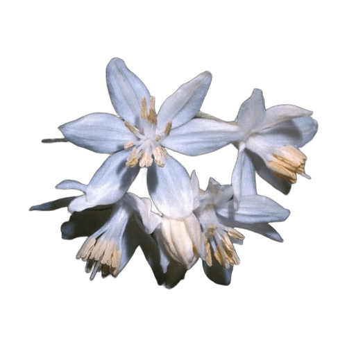 Styrax