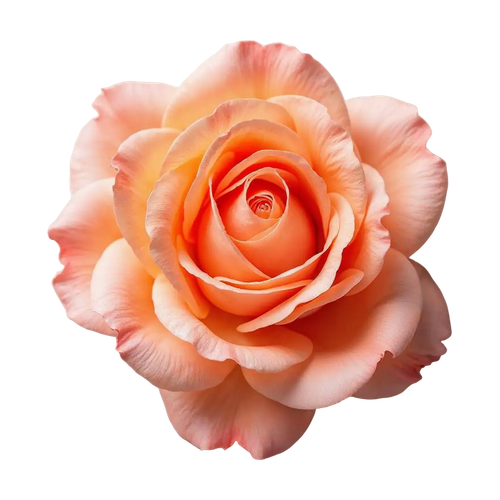Rosa de Taif