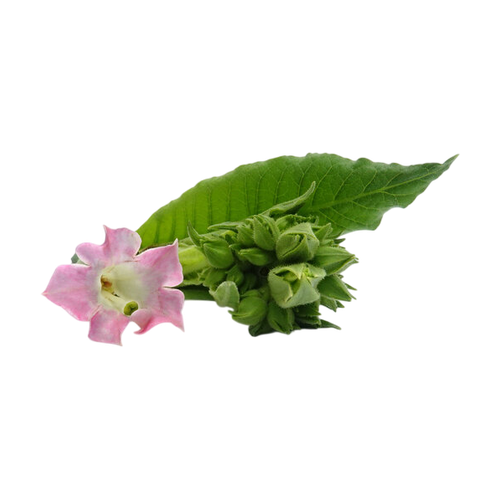 Flor de tabaco