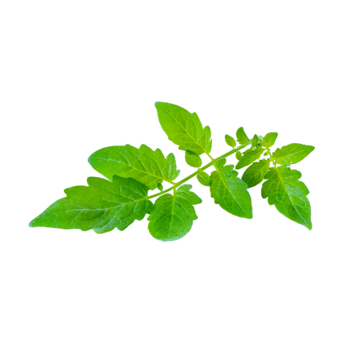 Hoja de tomate