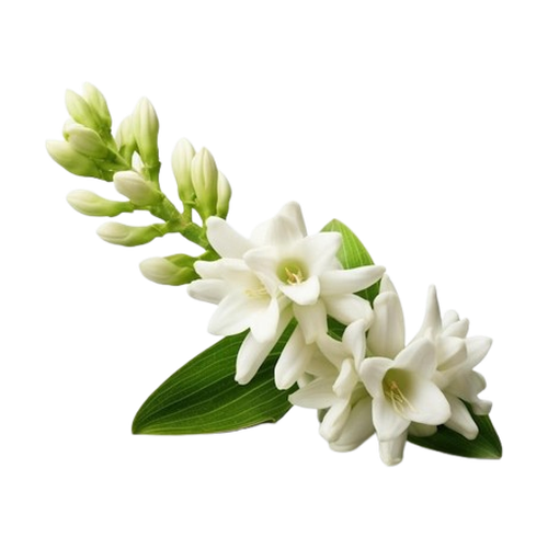 Tuberosa