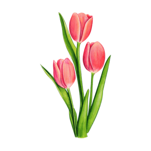 Tulipán