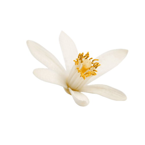 Neroli tunecino