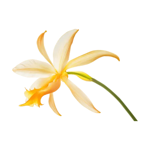 Azahar tunecino