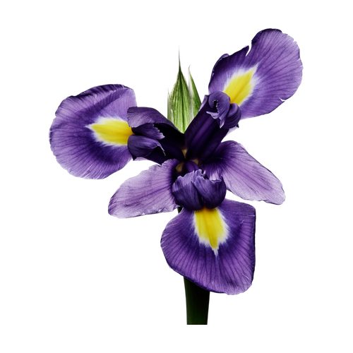 Iris toscano