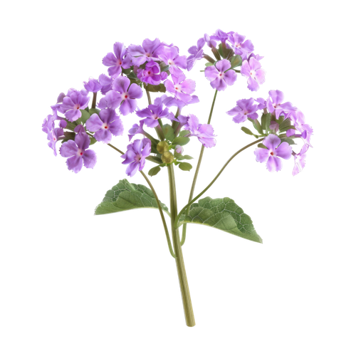 Verbena