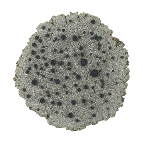 Verrucaria