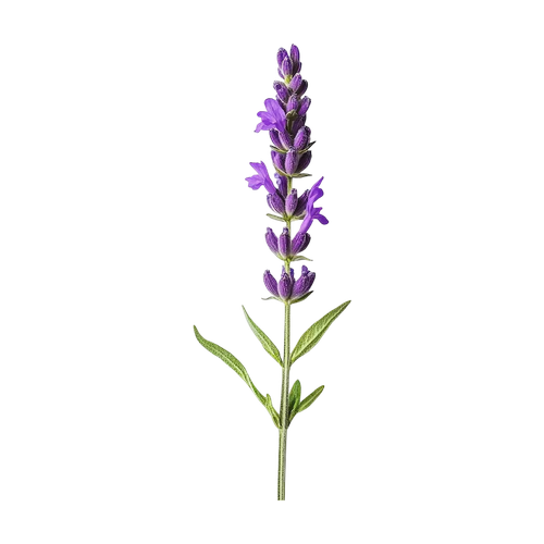 vervain