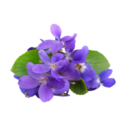 Hoja de violeta