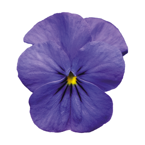 Violeta