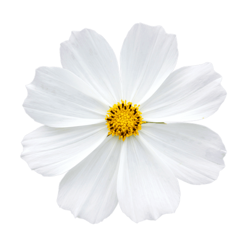 Flores blancas