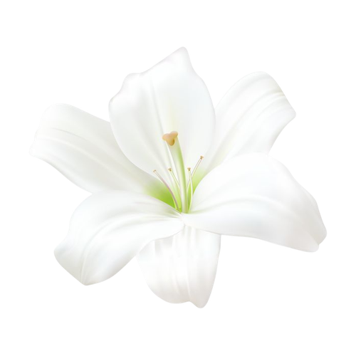Lirio blanco