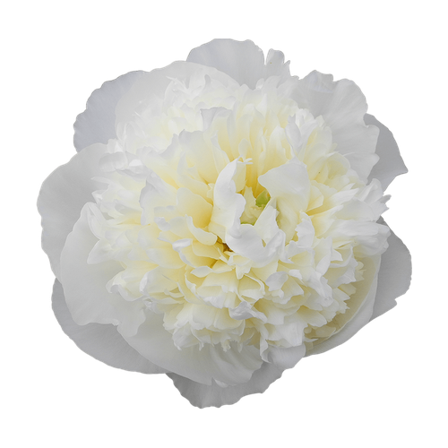 Peonía blanca