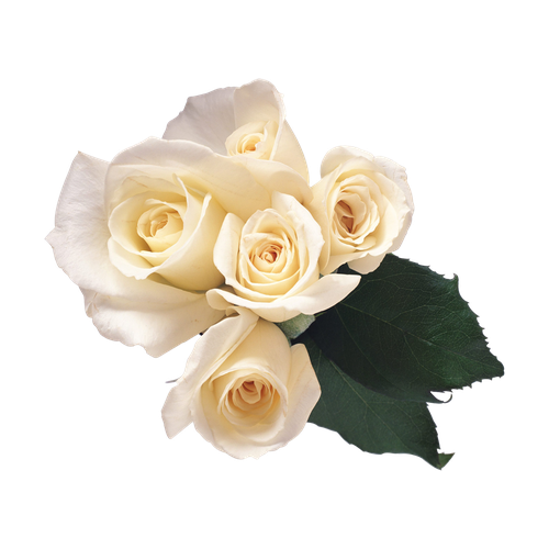 Rosa blanca
