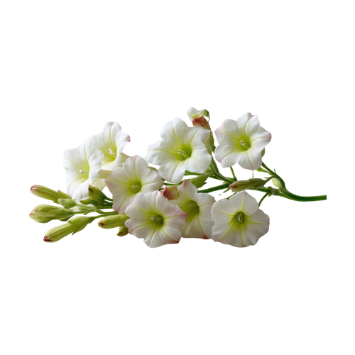 Tabaco blanco