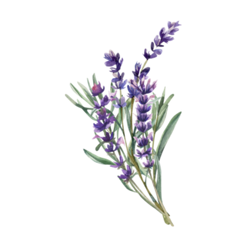 Lavanda silvestre