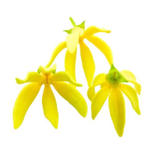 Ylang-ylang